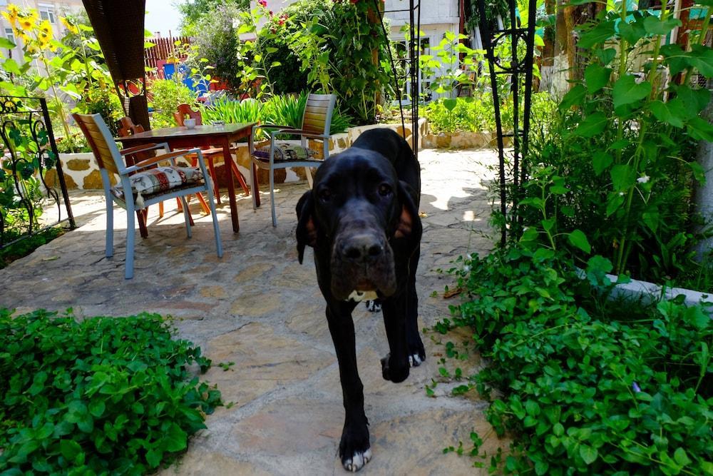 Erendiz Garden Hotel Kemer Buitenkant foto